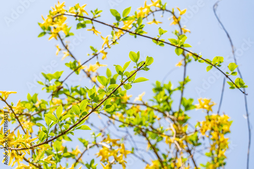 Obraz na plátne Forsythia koreana, gaenari (Hangul: 개나리) or Korean goldenbell tree, is a species in the olive family, Oleaceae