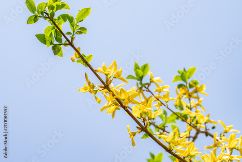 Konstfotografi Forsythia koreana, gaenari (Hangul: 개나리) or Korean goldenbell tree, is a species in the olive family, Oleaceae