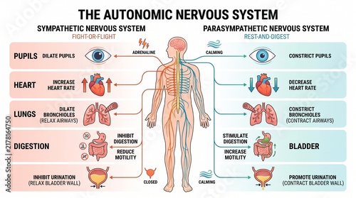 Autonomic Nervous System Infographic Comparing Sympathetic and Parasympathetic Responses