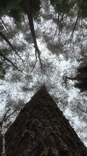 A low angle shot of the pine trees in a forest. blue sky, white clouds. environment. green. tree. outdoor. quiet. top, tall. eco, ecology, evergreen. jungle. bright. leaves. mountain. group. nobody. 