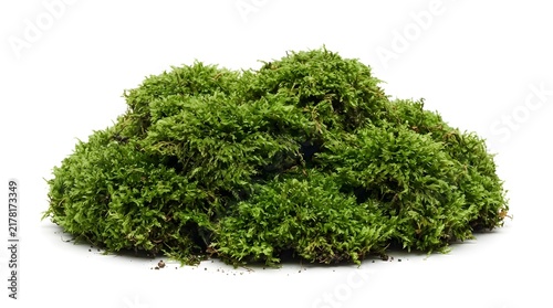 Fresh Green Grass and Moss Plant Isolated on White Background, Natural Herb for Garden, Cooking, Healthy Food, Spice, Salad and Botanical Nature Concepts