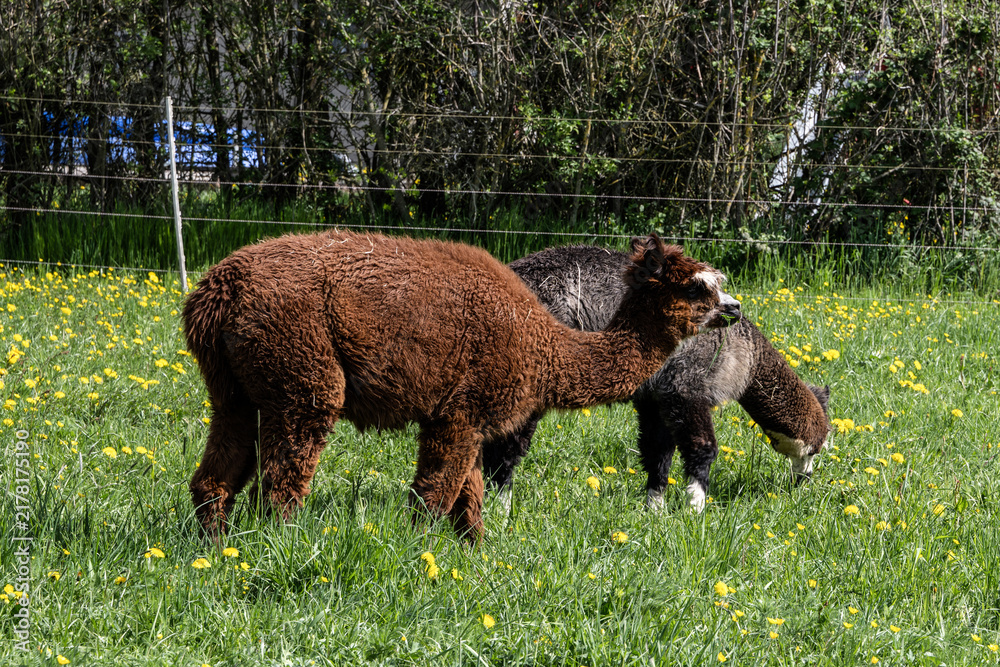 Fototapeta premium alpaka tier natur lama familie