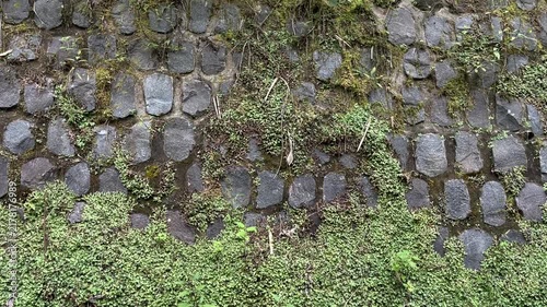 Old stone wall made of natural river rocks and grey cement mortar. Rustic masonry texture with sunlight and shadows. dark, black. leaves, leaf, plant, tree. side view, front. copy space, empty, free, 