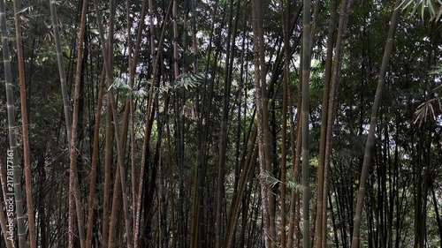 bamboo trees on the forest or jungle. trees. blur, blurry, bokeh, defocused. backgrounds. eco, ecology, ecosystem. environment. green leaves.