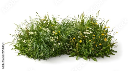 Fresh Green Grass Isolated on White Background, Natural Herb Plant with Lush Leaves for Food, Spice, Seasoning, Agriculture, Garden and Organic Nature Concepts