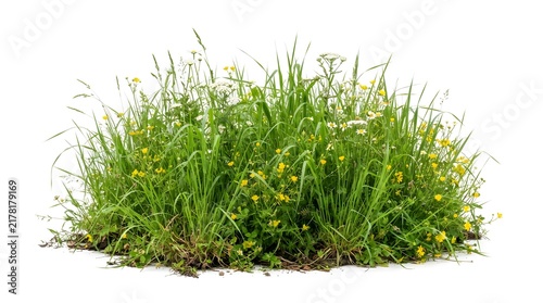 Fresh Green Grass Isolated on White Background for Nature, Gardening, Lawn, Agriculture, Spring, Summer, Organic Growth and Natural Environment Concepts
