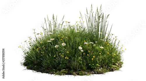 Fresh Green Grass Isolated on White Background, Natural Plant Growth for Spring, Summer, Garden, Agriculture, Lawn and Organic Nature Concepts