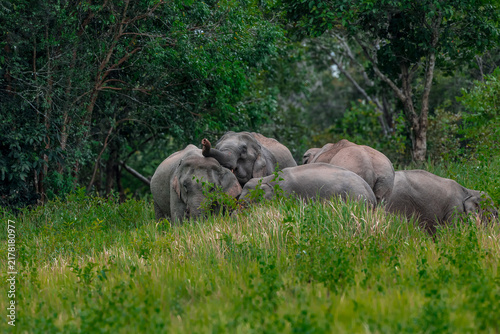 Obraz na plátne Its body is gray, its snout is called the trunk