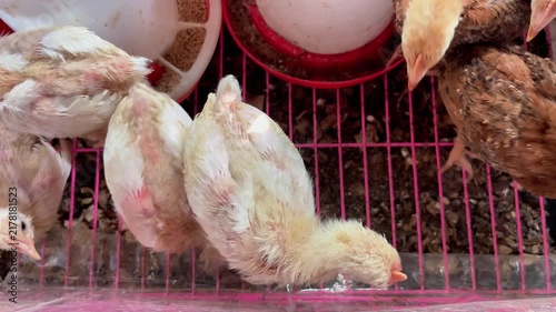 Close up portrait of a curious young chick looking directly at the camera inside a wire cage coop. Poultry farming, livestock raising, and agriculture concept