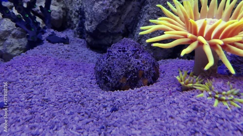 Venomous stonefish camouflaged in sand seabed next to a yellow sea anemone in an aquarium tank. Exotic marine predator resting on ocean floor