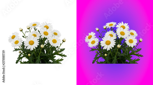 Split view of daisy flowers, one side with a black background, and the other, side with a, vibrant pink and, purple gradient background