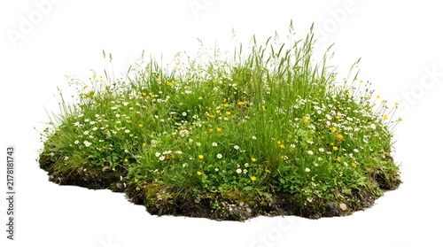 Fresh Green Grass Isolated on White Background, Natural Lawn Plant with Young Leaves for Spring and Summer Garden, Meadow, Growth, Environment and Botanical Nature Concepts