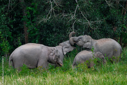 Foto Its body is gray, its snout is called the trunk