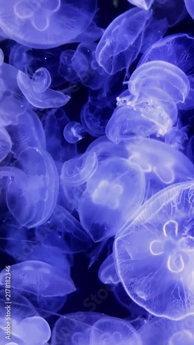 Vertical video of numerous glowing blue moon jellyfish pulsating and floating together in deep water aquarium. Translucent bioluminescent marine life background
