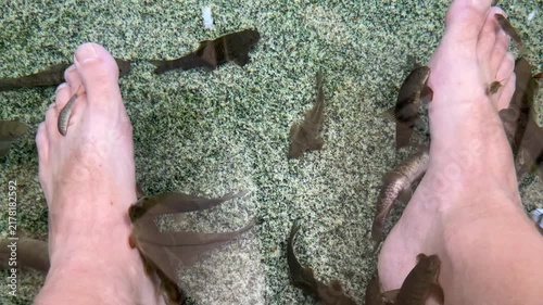 Active group of Garra rufa doctor fish nibbling on feet during spa pedicure in crystal clear water pool. Natural skin exfoliation and foot massage wellness therapy