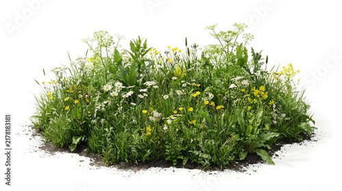 Fresh Green Grass Plant Isolated on White Background, Natural Herb for Food, Cooking, Salad, Seasoning, Gardening, Healthy Organic Ingredient and Nature Concepts