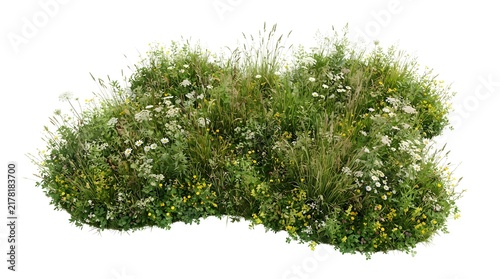 Fresh Green Grass Plant Isolated on White Background, Natural Herb for Food, Salad, Spice, Seasoning, Garden, Healthy Organic Ingredient and Nature Concepts