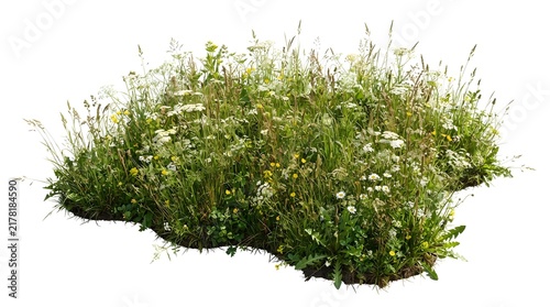 Fresh Green Grass Isolated on White Background, Natural Herb Plant for Food, Salad, Spice, Seasoning, Garden, Healthy Organic Ingredient and Spring Nature Concepts