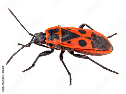 Фотография Red Firebug Pyrrhocoris apterus Insect Isolated on Transparent Background PNG