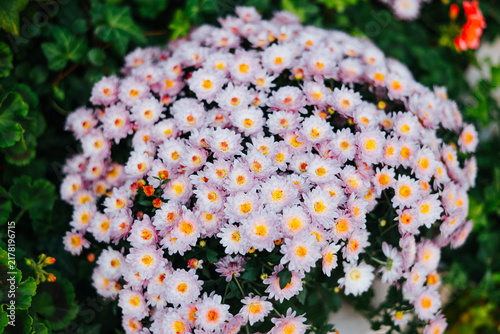 Cuadro en lienzo A cluster of small flowers with pink and white petals fills the garden scene