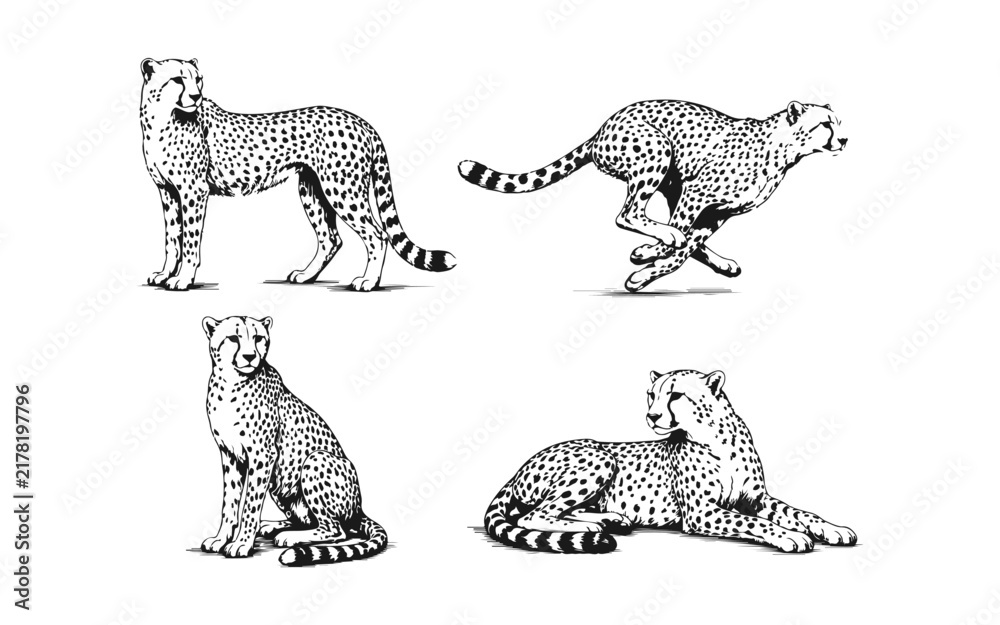 Obraz premium Hand Drawn Cheetahs Sketch Set Collection