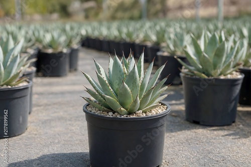 Agave in a garden center