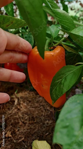 Woman's hand picking a ripe orange bell pepper from a green plant in a vegetable garden, fresh harvest concept, homegrown produce, gardening lifestyle scene.