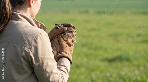 Woman holding baby wild hare leveret in gloved hands on green field background