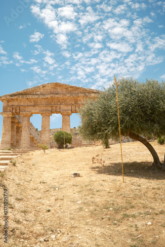 Vertical view of ancient Greek Doric temple front pediment framed by an olive tree in Segesta, Sicily, Italy