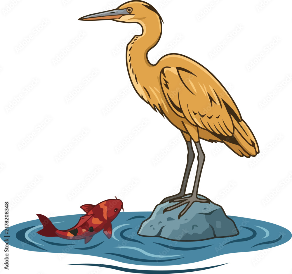 Fototapeta premium A yellow heron standing on a rock watching a red koi fish in the water.
