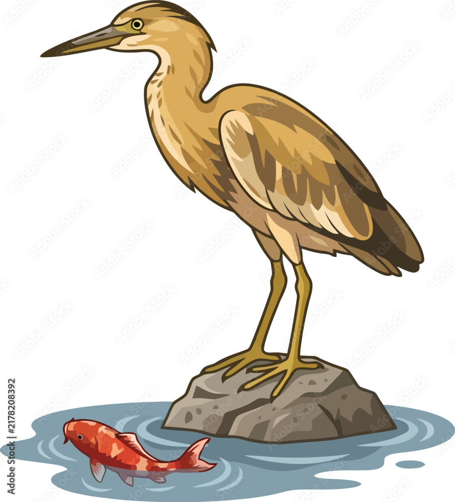 Obraz premium A brown heron standing on a rock watching a red koi fish in the water.