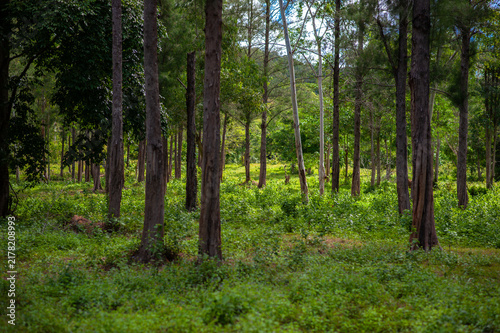 Fotografie Trees in a natural forest, lush green.
