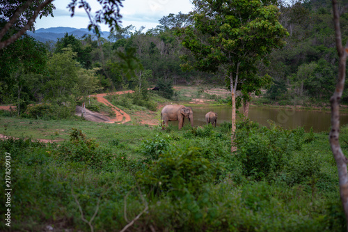 A herd of elephants in the forest, in nature.
