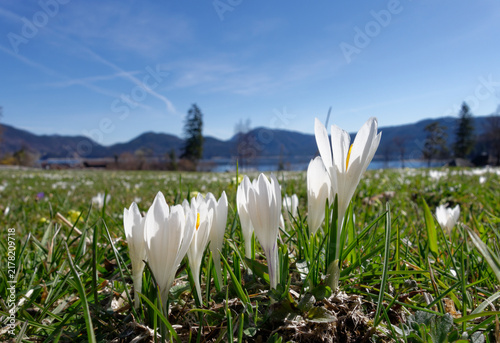 germany, Bavaria, Lake Walchensee, Crocuses, Crocus, on meadow