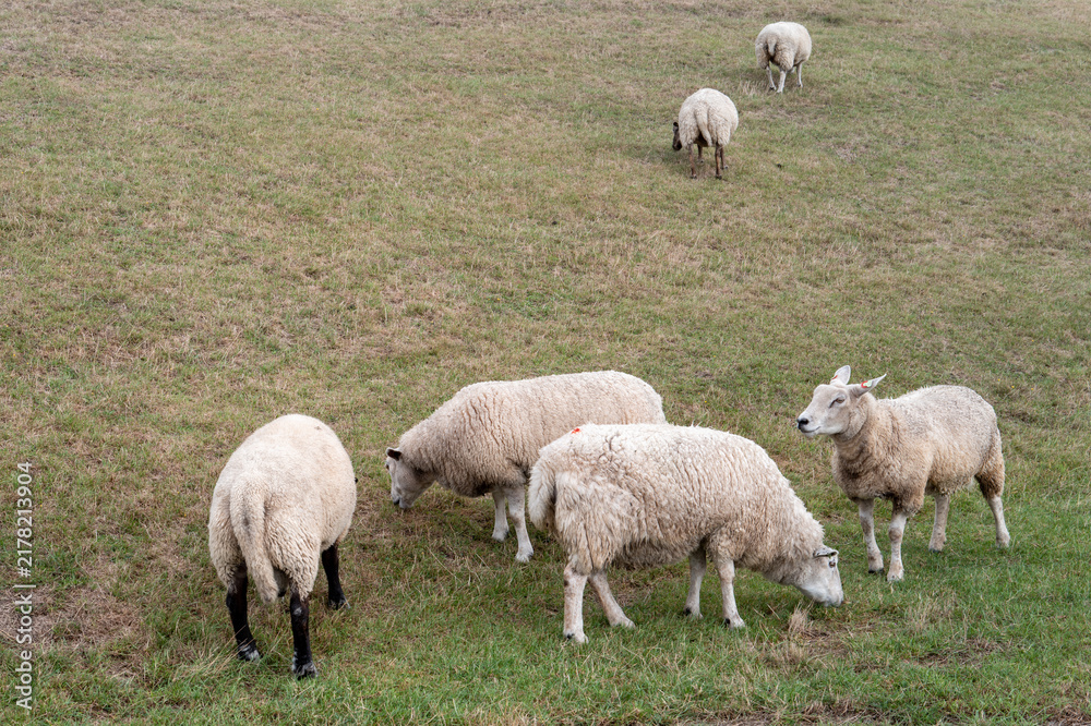 Obraz premium Sheep grazing in a field during a sunny afternoon in a rural area
