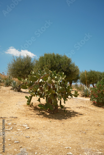 Vertical view of a large prickly pear cactus surrounded by olive trees under a clear blue sky in Segesta, Sicily, Italy