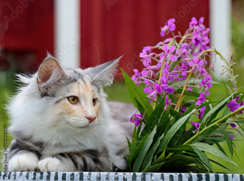 Norwegian forest cat female resting outdoors in a garden