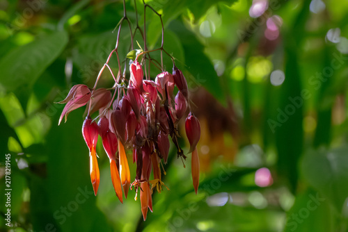 Golden Fuchsia - Deppea Splendens / Csapodya Splendens