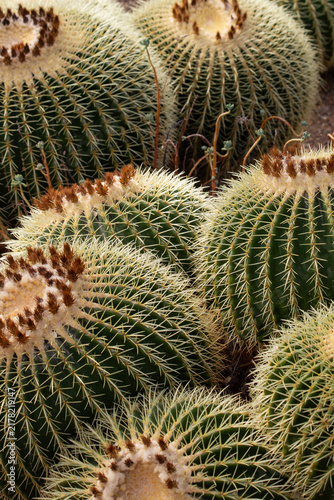 Golden Barrel Cactus - Echinocactus Grusonii