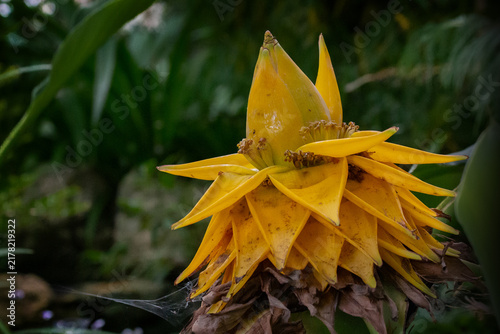 Golden Lotus Banana - Musella Lasiocarpa