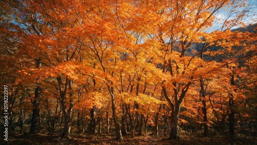 Vibrant autumn forest with orange maple leaves