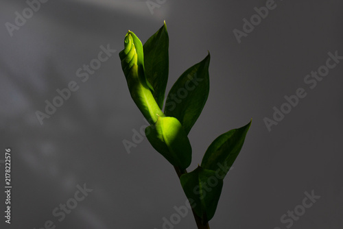 Branch of Zamia plant or Emerald palm indoors in low light