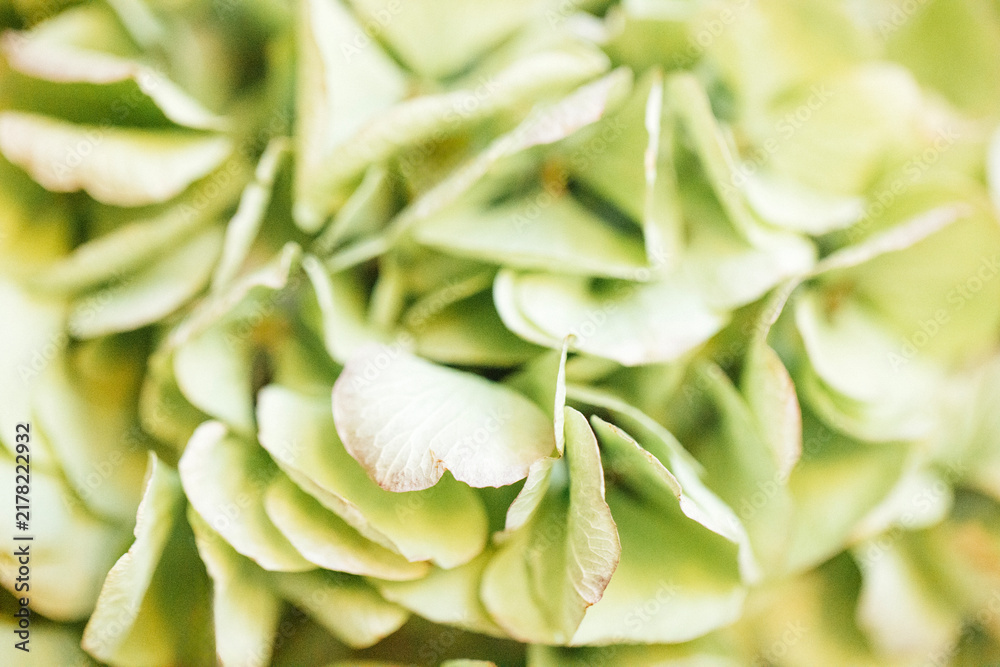 Obraz premium Close-up of delicate green hydrangea petals with soft texture and subtle variations in color, creating a natural and organic appearance in a floral arrangement