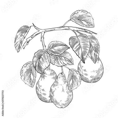 A pear branch with ripe fruits and leaves, hand-drawn in ink. Botanical illustration of fresh garden fruits for farmer's market design, harvesting, packaging and recipe design. Vector illustration