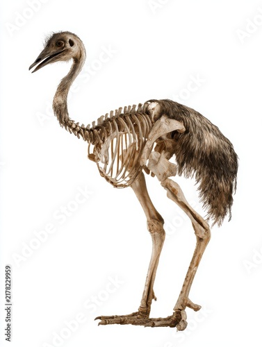 Complete Skeleton Of An Ostrich Standing On A Plain White Background Educational Museum Specimen