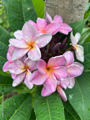 Cuadro en lienzo A vibrant cluster of pink and yellow Plumeria flowers, commonly known as frangipani or kathgolap