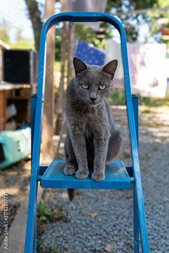 Obraz na płótnie Grey cat sitting on blue stepladder outdoors looking at camera