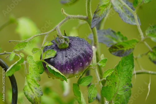Unripe, or just ripening, dark (blue or purple) tomato (such as 'Black Beauty' or 'Königin der Nacht') on the vine, speckled with water droplets. Hanover – Botanical School Garden, Germany.
