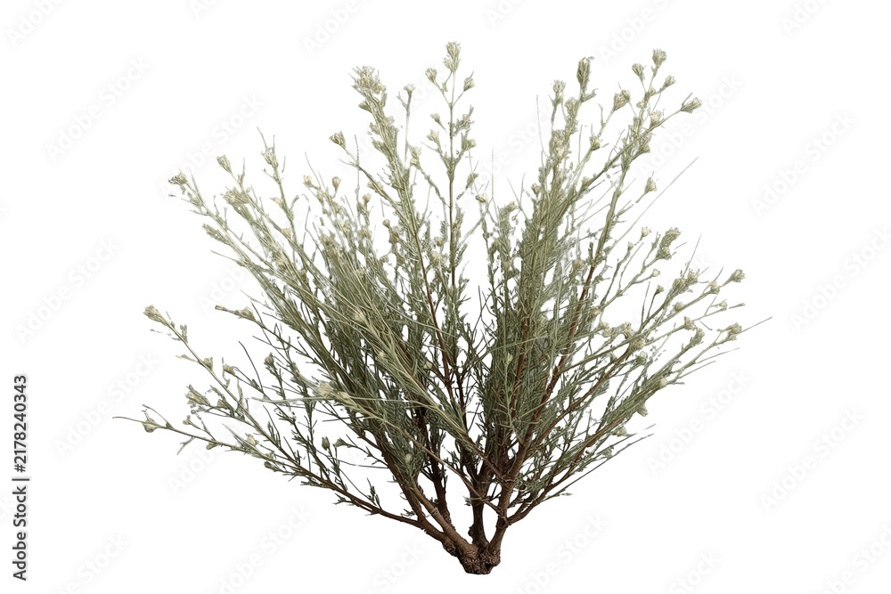 Obraz premium Airy green shrub with many small branches
