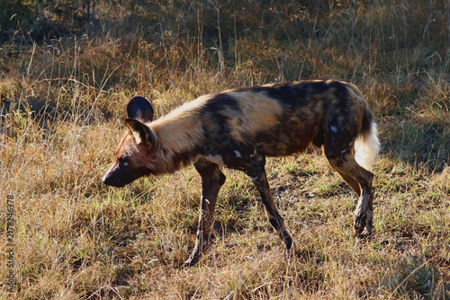 Photography African Wild Dog Painted Dog Timbavati Greater Kruger South Africa